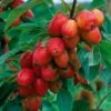 Crab Apple 'John Downie' -Plants Sale CRAB CWW3373 A h
