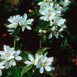 Crab Apple 'John Downie' -Plants Sale CRAB CWW3373 B h