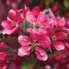Crab Apple 'Royalty' 2 Crab Apple 'Royalty' -Plants Sale CRAB T14136 B h