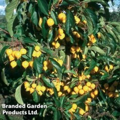 Crab Apple 'Comtesse De Paris'