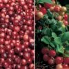 Cranberry & Lingonberry Collection -Plants Sale CRAN CWW3327 A h