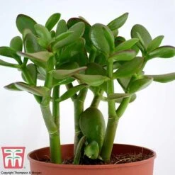 Crassula Ovata -Plants Sale CRAS KB2121 G