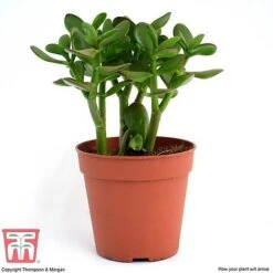 Crassula Ovata -Plants Sale CRAS KB2121 H