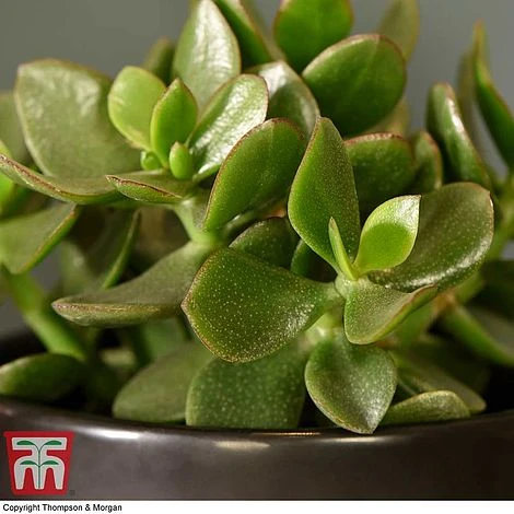 Crassula Ovata 'Hulk' 4 Crassula Ovata 'Hulk' - Image 2