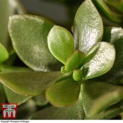 Crassula Ovata 'Hulk' 13 Crassula Ovata 'Hulk' -Plants Sale CRAS KB3774 D