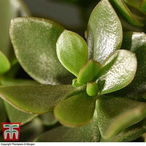 Crassula Ovata 'Hulk' 8 Crassula Ovata 'Hulk' - Image 6