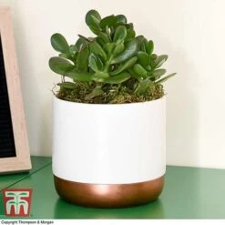 Crassula Ovata 'Hulk' 11 Crassula Ovata 'Hulk' -Plants Sale CRAS KB3774 F