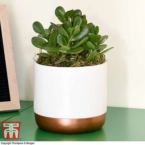 Crassula Ovata 'Hulk' 6 Crassula Ovata 'Hulk' - Image 4