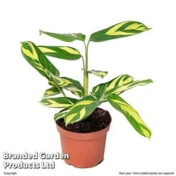 Ctenanthe 'Golden Mosaic' -Plants Sale CTEN GOLDM10CM S50430