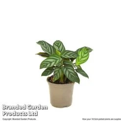 Ctenanthe Oppenheimiana -Plants Sale CTEN OPPEN10CM T520981