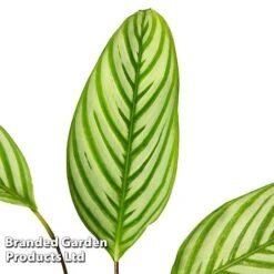 Ctenanthe Oppenheimiana -Plants Sale CTEN OPPENHEIM S50432