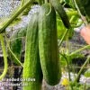 Cucumber 'Socrates' (Grafted) 2 Cucumber 'Socrates' (Grafted) -Plants Sale CUC SOC