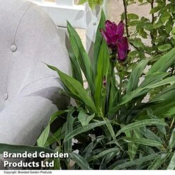 Curcuma 'Skyline' -Plants Sale CURC SKYLINE T50577