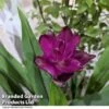 Curcuma 'Skyline' 1 Curcuma 'Skyline' -Plants Sale CURC SKYLINE T50578