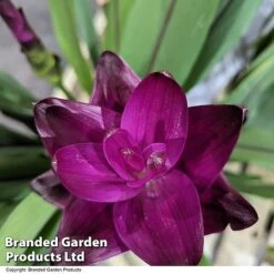Curcuma 'Skyline' -Plants Sale CURC SKYLINE T50579