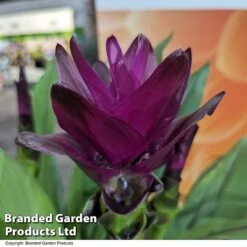 Curcuma 'Skyline' -Plants Sale CURC SKYLINE T50580