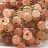 Pinkcurrant 'Gloire De Sablon' -Plants Sale CURR CWW3571 A h