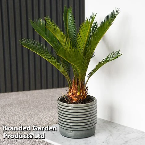 Cycas Revoluta 4 Cycas Revoluta - Image 2