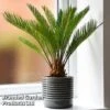 Cycas Revoluta -Plants Sale CYCA REVOLUTA T44731