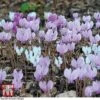 Cyclamen Hederifolium -Plants Sale CYCL 40275 A2