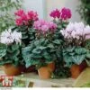 Cyclamen Persicum Metis Series -Plants Sale CYCL KB0885 A