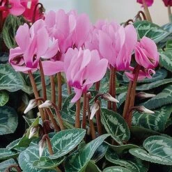 Cyclamen Persicum Metis Series -Plants Sale CYCL KB0885 B