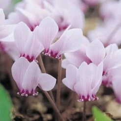Cyclamen Hederifolium -Plants Sale CYCL T58350 A h