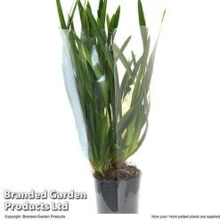 Cymbidium Sarah Jean Gx 'Ice Cascade' -Plants Sale CYMB ICECA14CM T48022