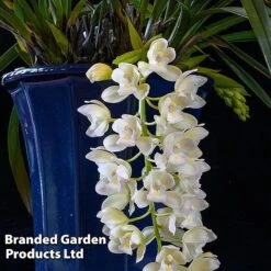 Plants Sale -Plants Sale CYMB ICECASCAD W45403