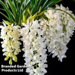 Cymbidium Sarah Jean Gx 'Ice Cascade' -Plants Sale CYMB ICECASCAD W45404