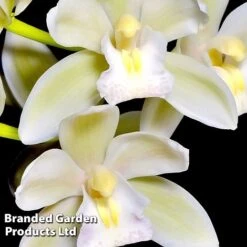 Cymbidium Sarah Jean Gx 'Ice Cascade' -Plants Sale CYMB ICECASCAD W45405