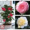 Camellia 'Blooming Wonder' - Gift -Plants Sale Camellia Blooming Wonder Mix