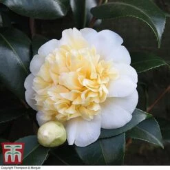 Camellia 'Blooming Wonder' - Gift -Plants Sale Camellia Blooming Wonder White