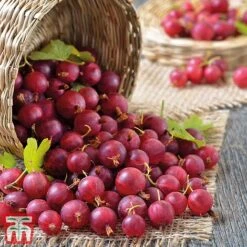 Gooseberry Collection -Plants Sale Captivator