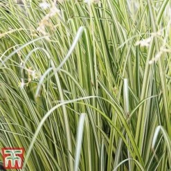 Chlorophytum Saundersiae 'Starlight' -Plants Sale Chla