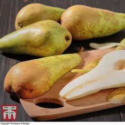 Premium Patio Standard Collection -Plants Sale Conference