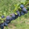 Damson Plum 'Merryweather' 2 Damson Plum 'Merryweather' -Plants Sale DAMS CWW3220 A h