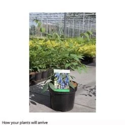 Decaisnea Fargesii -Plants Sale DECA T66200 A h