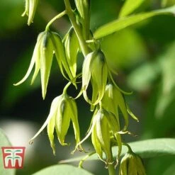 Decaisnea Fargesii -Plants Sale DECA T66200 C