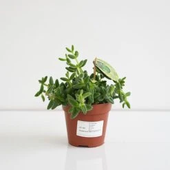 Delosperma Echinatum -Plants Sale DELO ECHIN12CM T45110