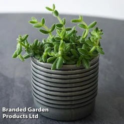 Delosperma Echinatum -Plants Sale DELO ECHINATUM T45116A