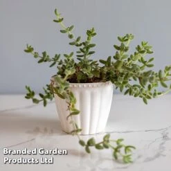 Delosperma Echinatum -Plants Sale DELO ECHINATUM WKF1163