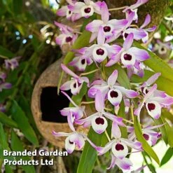 Dendrobium Nobile 'Sunny Eye' -Plants Sale DEND SUNNYEYE W48347
