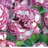 Dianthus 'Gran's Favourite' 2 Dianthus 'Gran's Favourite' -Plants Sale DIAN T16857 A h