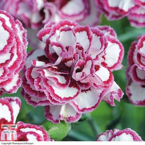 Dianthus 'Gran's Favourite' 3 Dianthus 'Gran's Favourite'