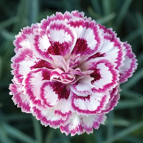 Dianthus 'Gran's Favourite' 4 Dianthus 'Gran's Favourite' - Image 2