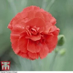 Dianthus 'Diane' -Plants Sale DIAN T57951 B