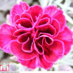 Dianthus 'Odessa Red' 15 Dianthus 'Odessa Red' -Plants Sale DIAN T80274 A