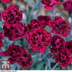 Dianthus 'Odessa Red' 12 Dianthus 'Odessa Red' -Plants Sale DIAN T80274 B