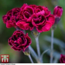 Dianthus 'Odessa Red' 11 Dianthus 'Odessa Red' -Plants Sale DIAN T80274 E